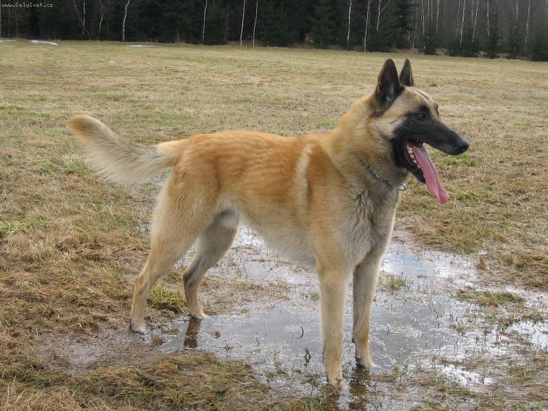 Foto: Aran-Póza na louce