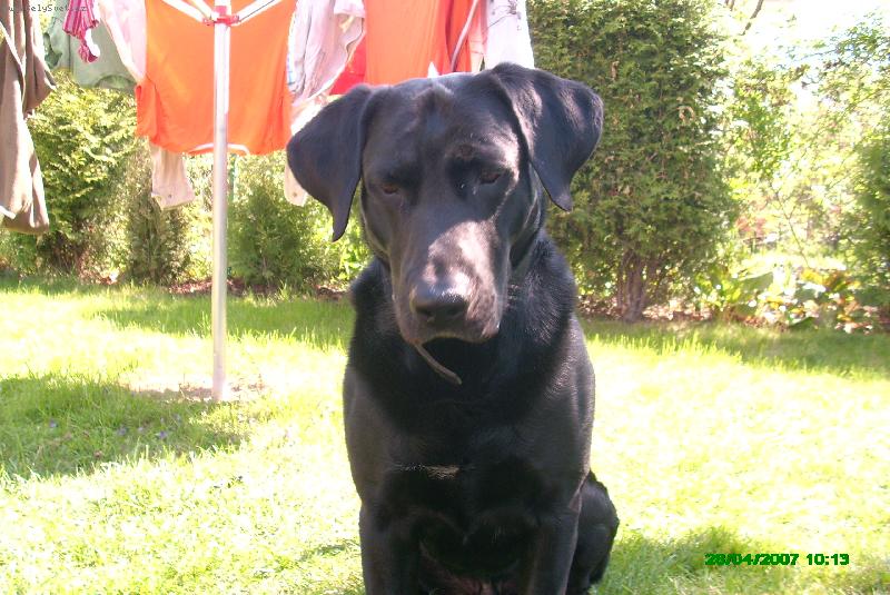 Foto: Můj pes Honza-Můj labradorský retríver Honzík
