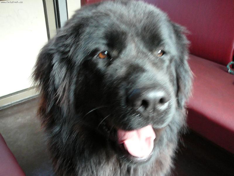 Foto: Nelina-Nelinka je moje jednoletá novofundlandka