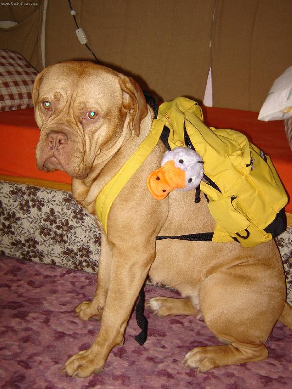 Foto: Fajinka se chystá na procházku