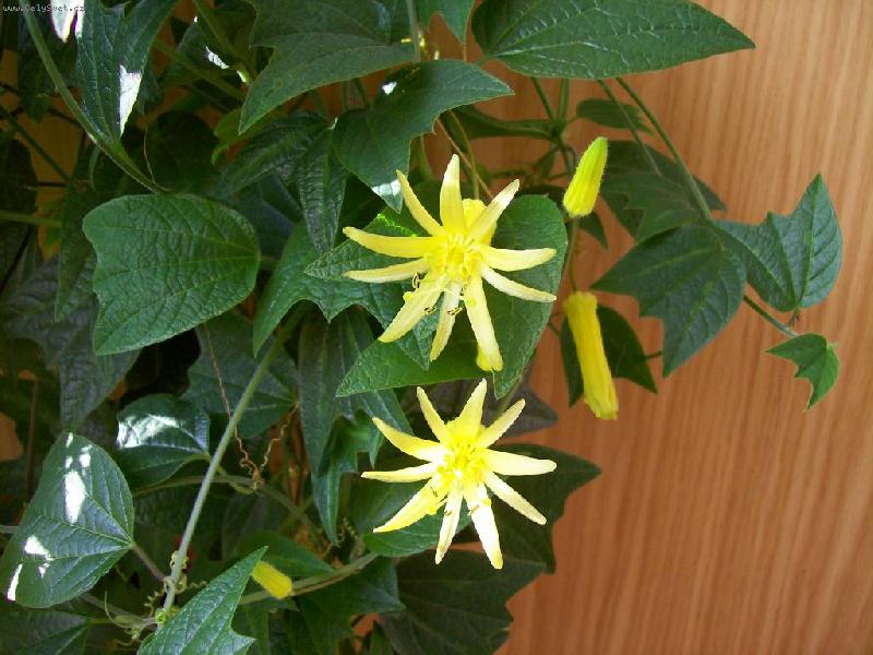 Foto: mučenka citrina-květ mučenky citriny