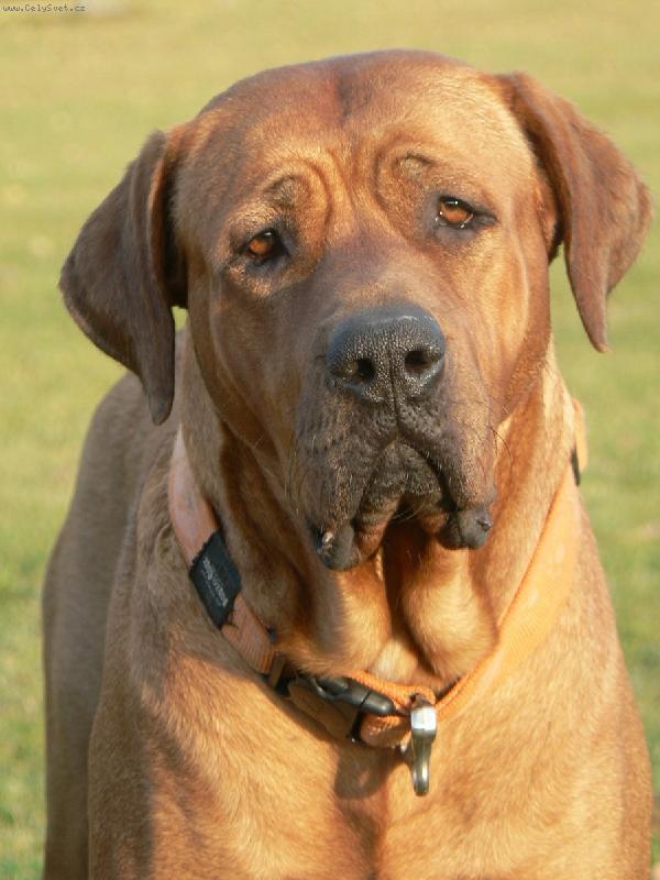 Foto: tosa inu štěňátka z chovatelské stanice Diamant severu-www.tosainu.cz