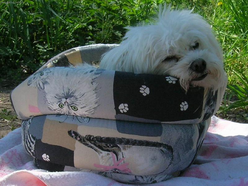 Foto: V pelíšku mi je nejlépe..