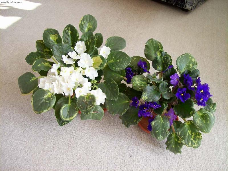 Foto: kvetoucí fialky