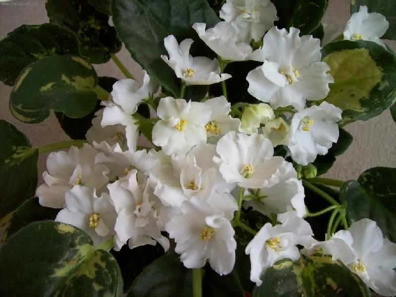 Foto: bílá fialka