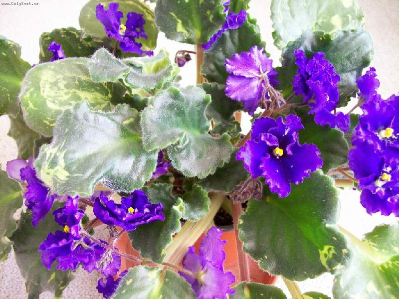 Foto: fialka