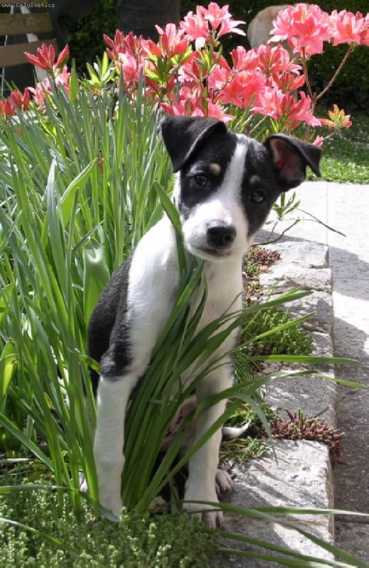Foto: JARO V PERU PO ČESKU-štěňátko peruánského naháče - stáří 11 týdnů