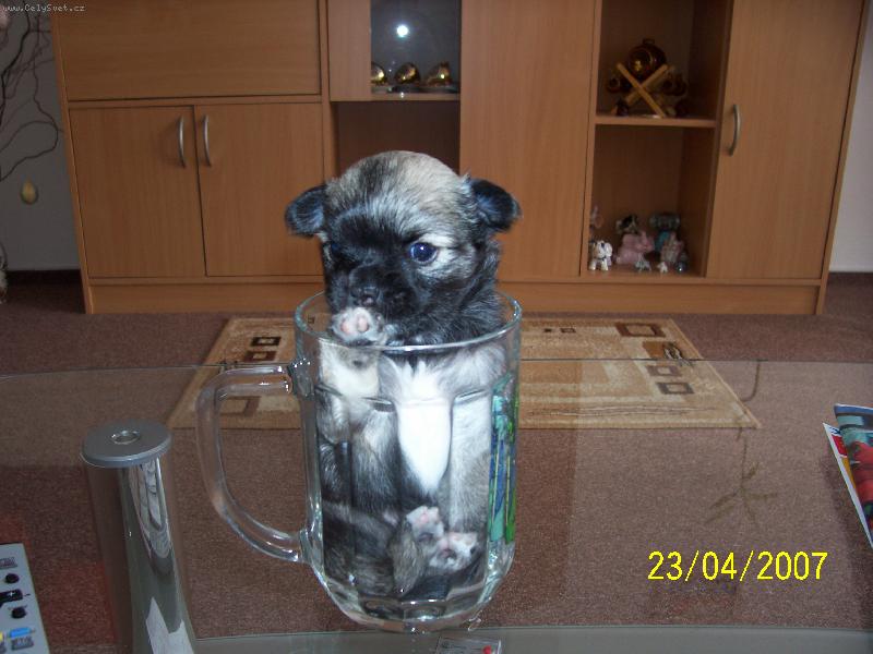 Foto: nepijte mně-ja nejsem PIVO!