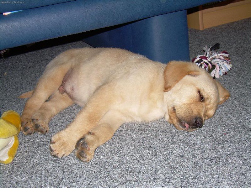 Foto: Brody-A do třetice Brody-KONEČNĚ doma: