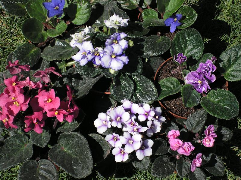 Foto: skupina fialek