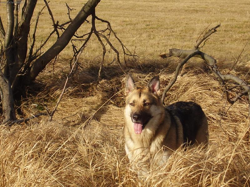 Foto: Nellyka-To je náš miláček rodiny,jmenuje se Nelly a jsou jí 4roky.