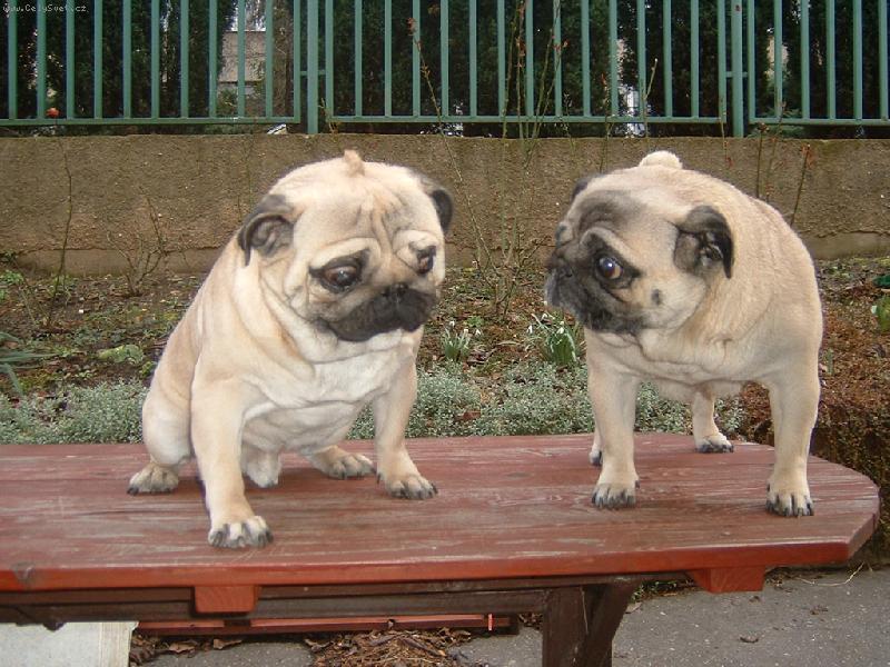 Foto: „slibuji mámo, už budu hodný“-výchovné odpoledne u Kulhánkových