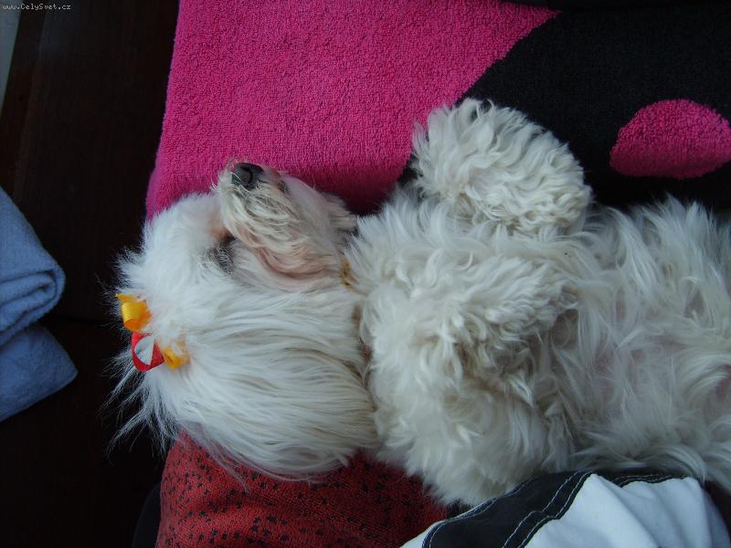 Foto: Hajíííííííííí