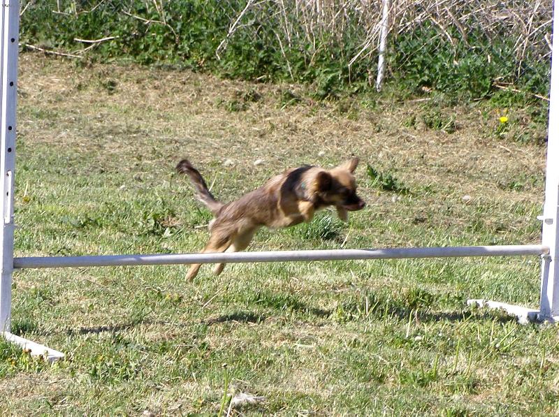 Foto: Fíbí-Agility