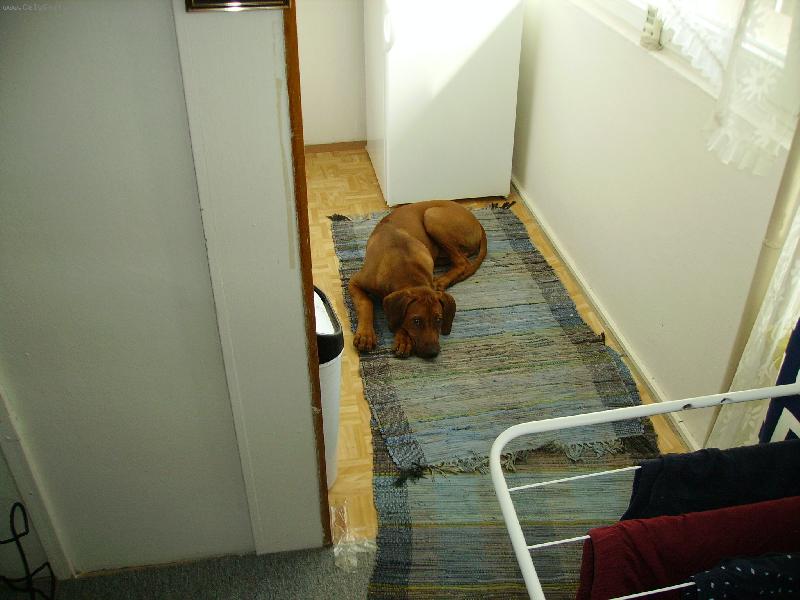 Foto: Attilka-cekam na hamani....