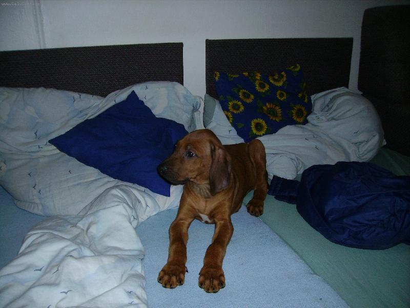 Foto: Attilka-Tak to je foto z dne co jsme si ho privezli...