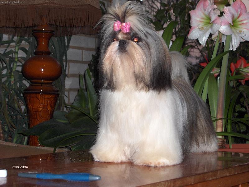 Foto: Toyah-Tsin Fatinat Al Sjark-10 měsíců fenka