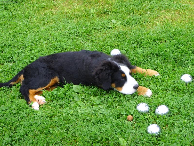Foto: Kdo si hraje, nezlobí - petanque 3