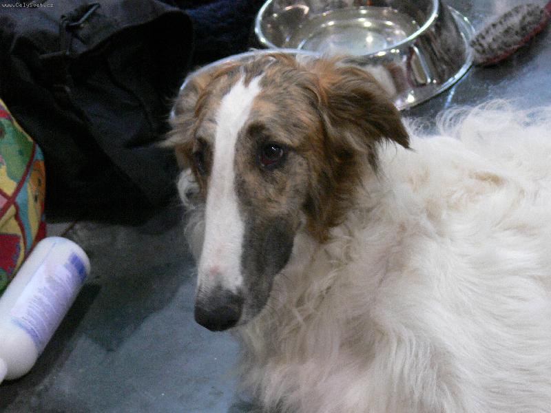 Foto: barzoj-výstava psů 2007 v praze