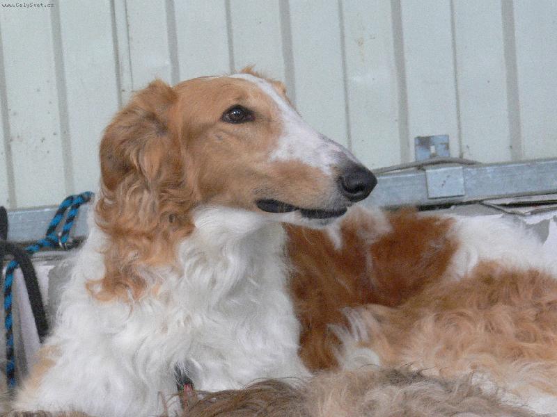 Foto: krasavec-výstava psů 2007 v praze