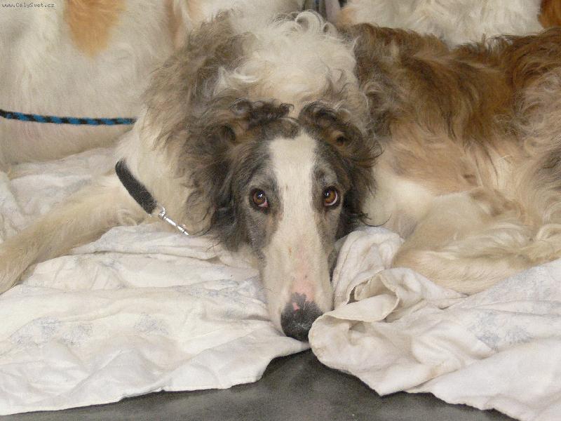 Foto: krasavec-výstava psů 2007 v praze