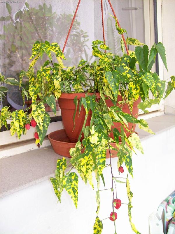 Foto: můj nový objev