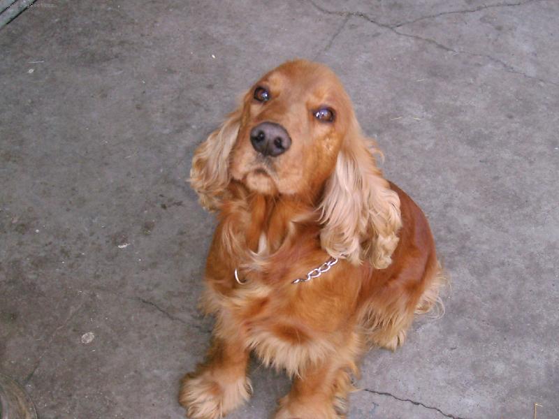 Foto: Anglický kokrpaněl-Denny