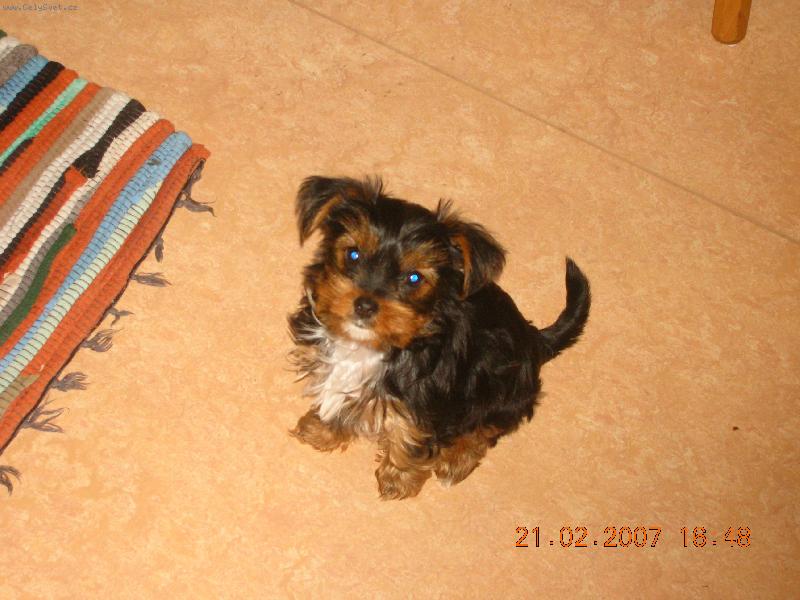 Foto: charlinko sa rad fotografuje-doma..