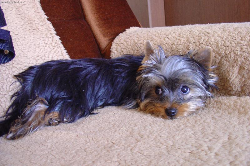 Foto: Odpočinek-Daisy