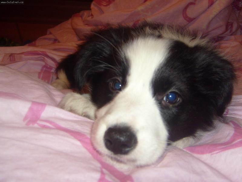 Foto: Border Kolie-Štěně Border kolie - 2 měsíce