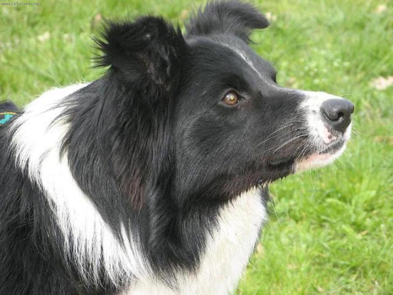 Foto: Hledame sourozence narozeny 31.5. ve Vidči - bez PP-ozvěte se prosím!:) stenli.c@seznam.cz