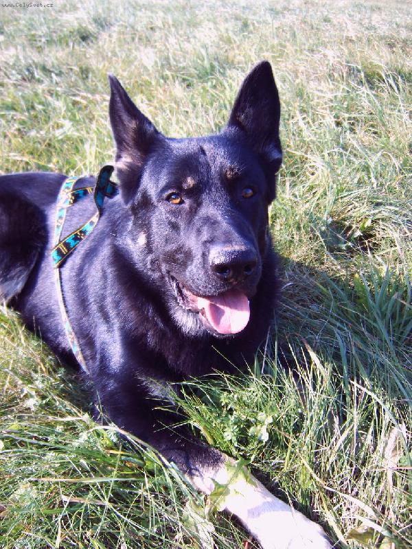 Foto: Merlin odpočívá