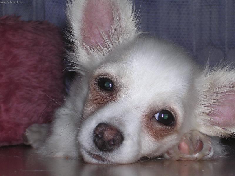 Foto: Gucci-Náš módní doplněk od Gucciho:-)