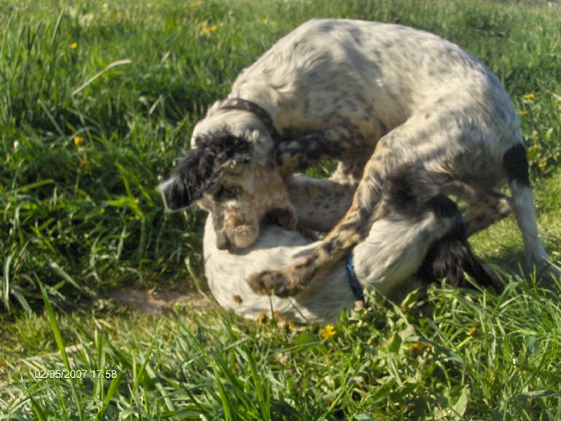 Foto: dva v jednom...Oskarek a jeho sestra meluzína-dva v jednom...Oskarek a jeho sestra meluzína