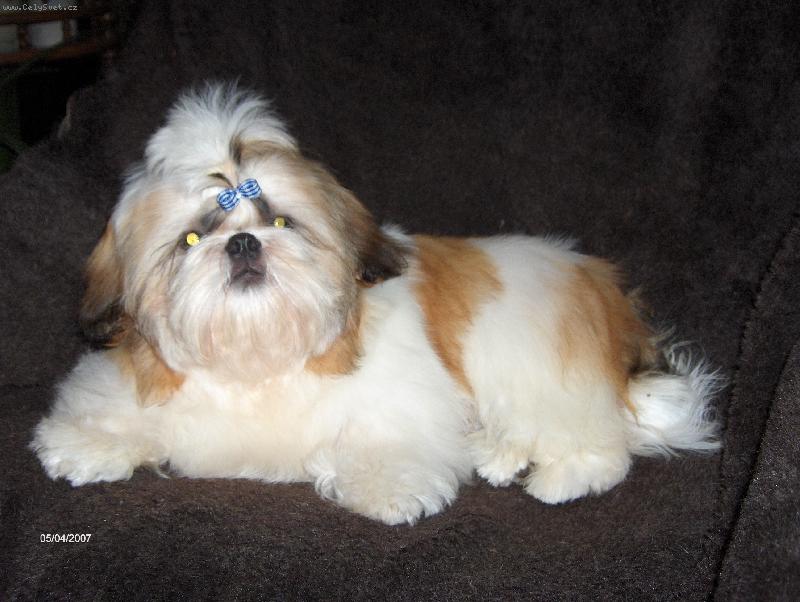 Foto: Ushar-Tsin Fatinat Al Sjark-náš nový medvídek