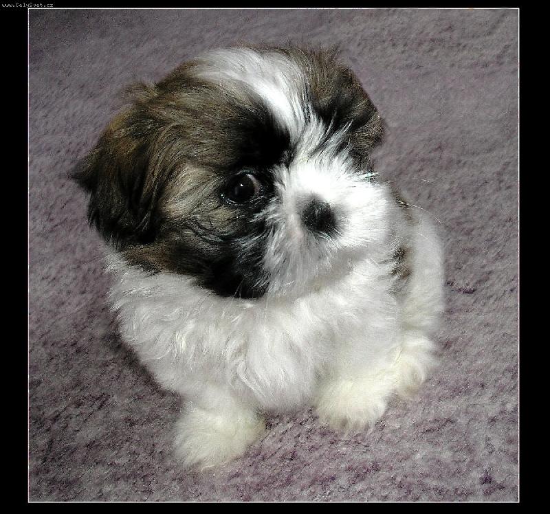 Foto: náš rodinný mazel :-)-Dix