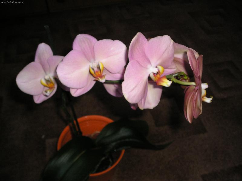 Foto: Starorůžová orchidej-Falenopsis