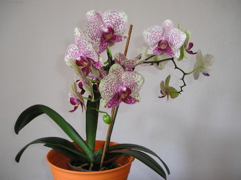 Foto: v pravé poledne-Falenopsis