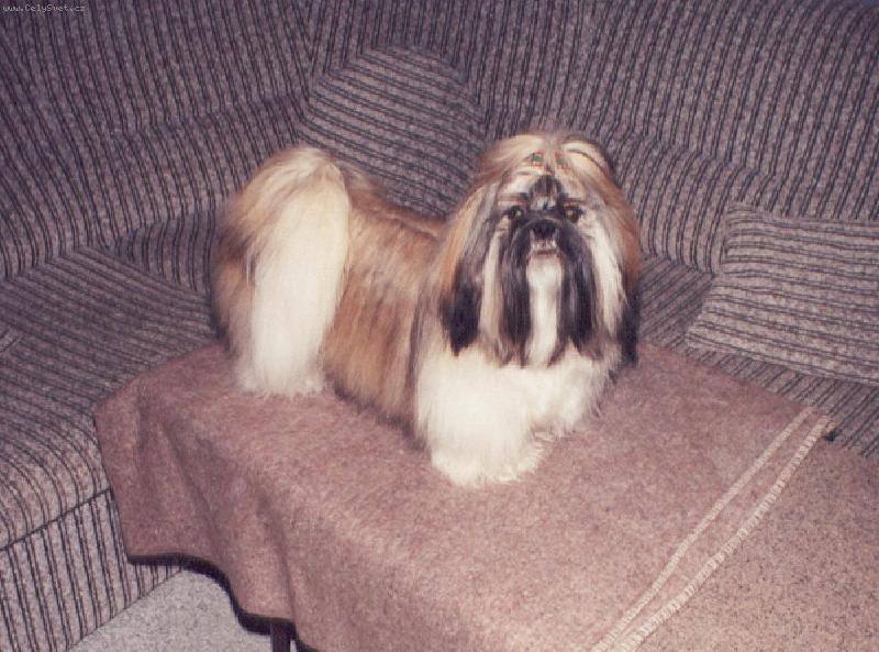 Foto: Akim Tibetský Skřítek