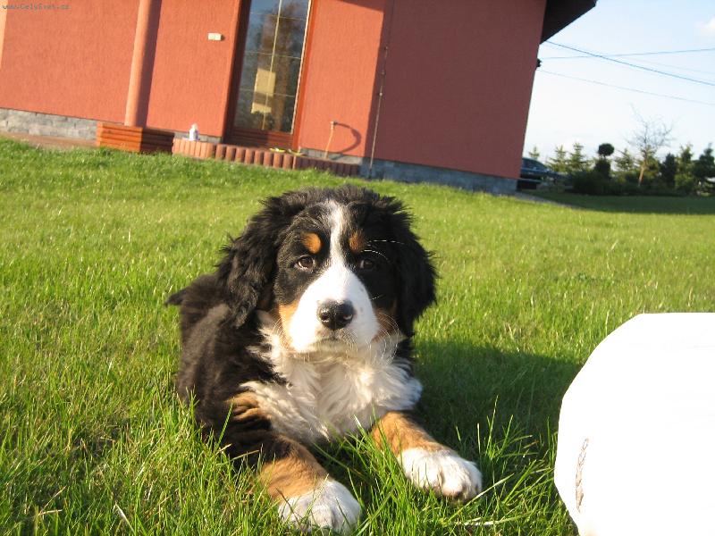 Foto: Oliver Gucci 1.-muj miláček na zahradě