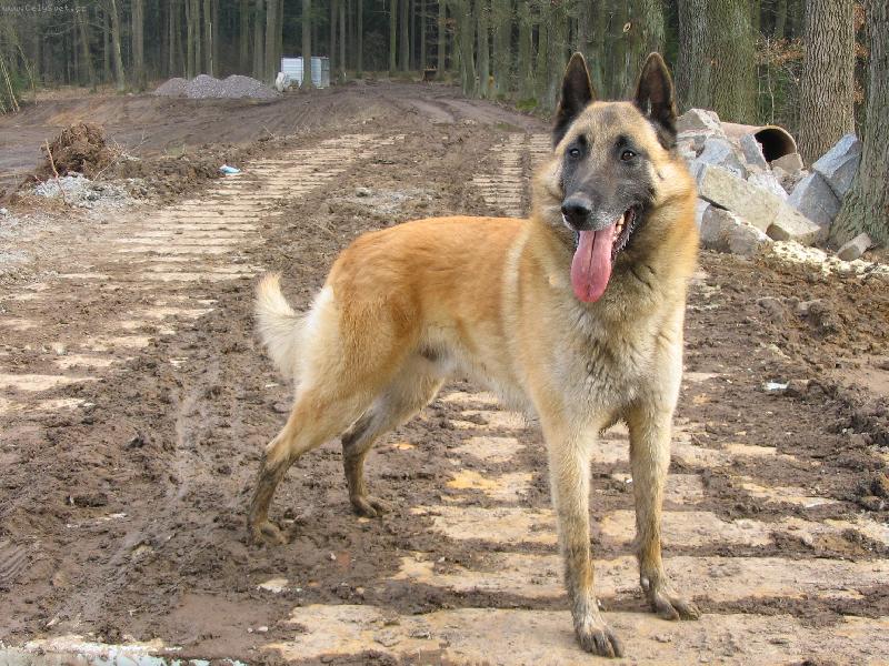 Foto: zabahněný Maliňák - Aránek