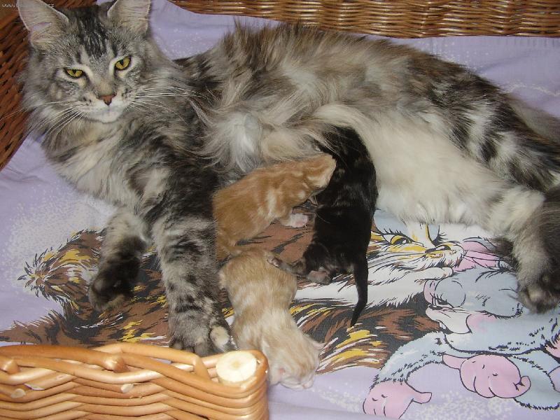 Foto: Naše smečka-Spokojená maminka i miminka