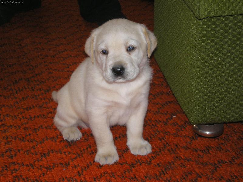 Foto: Nio-náš miláček