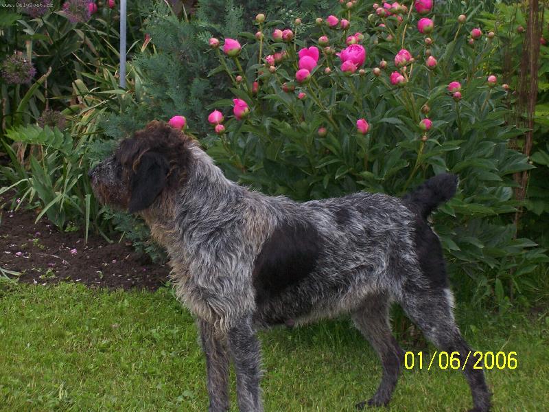 Foto: Gita Kenislej-černý bělouš