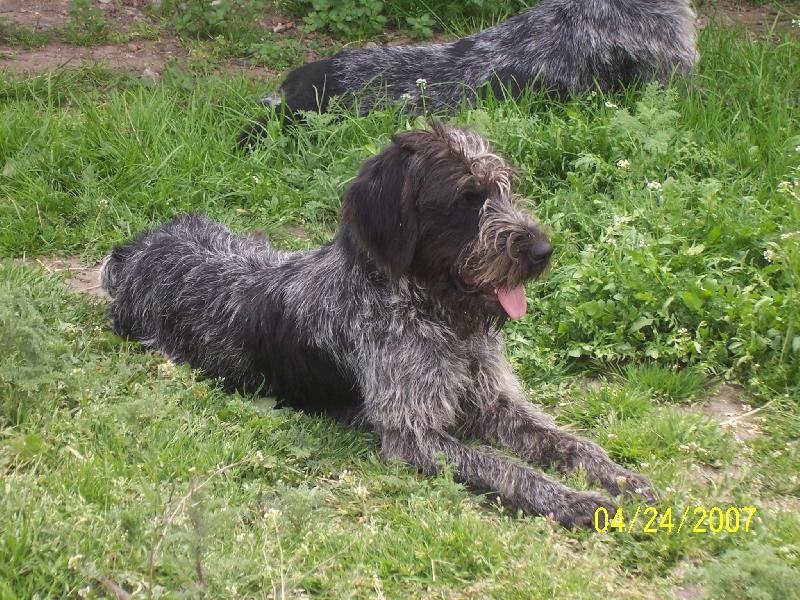 Foto: Afra z Myslivcova dvora-černý bělouš