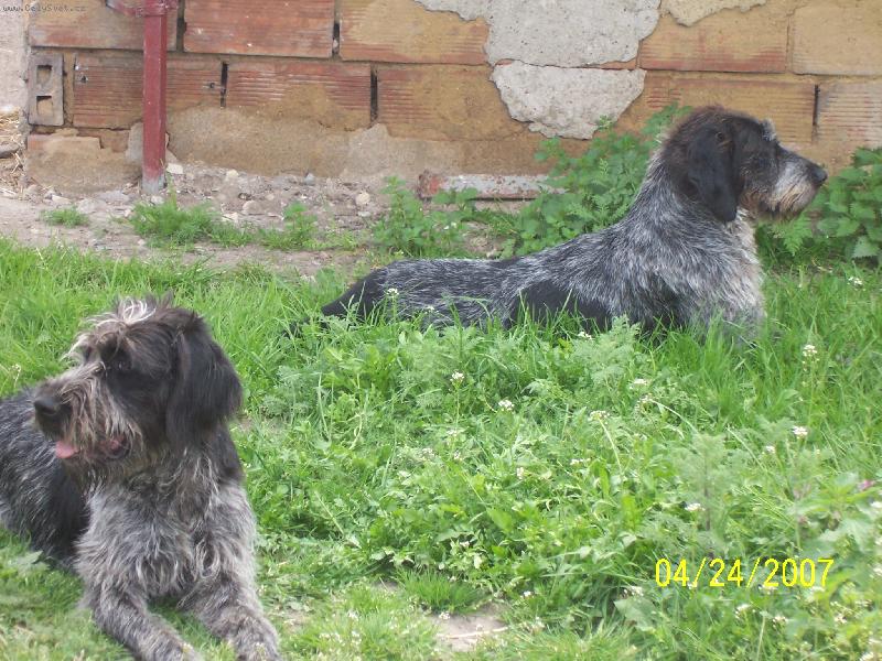 Foto: Afra z Myslivcova dvora a Gita Kenislej-Dcera a matka černí bělouši