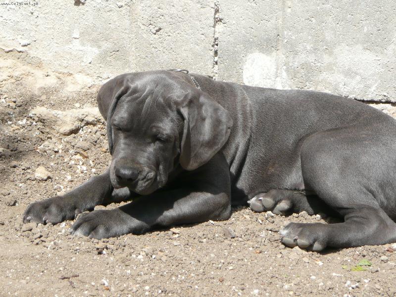 Foto: Neroušek-11 týdnů