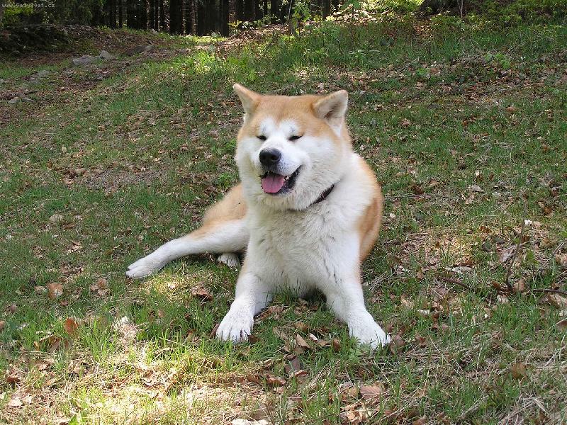 Foto: Potřebuju se trochu vydýchat-je horko!-Agasschi na Kysuciach