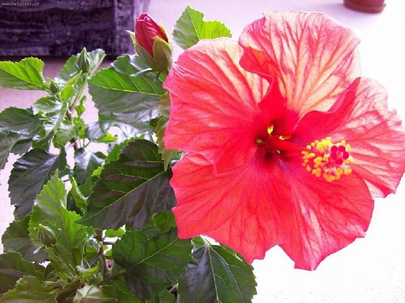 Foto: oranžový ibišek