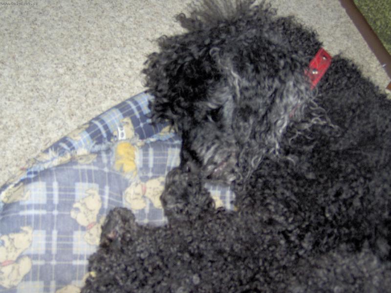 Foto: pudlík-je to můj milovanej pejsek